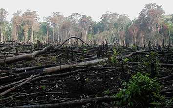 Compare Dates - Monitoring forest change - El Carmen - southeastern peninsula of Mexico (2) OpenMappingHub - LAC