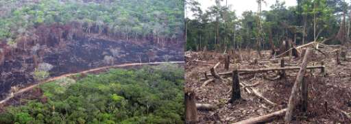 Find Features - Forest intervened and buildings - Amazonia Colombia depto Guainía - Puerto Colombia (1) OpenMappingHub - LAC