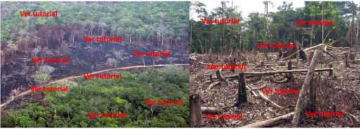 Find Features - Identificación de coberturas - Michoacán - México (VER TUTORIAL) (12) OpenMappingHub - LAC