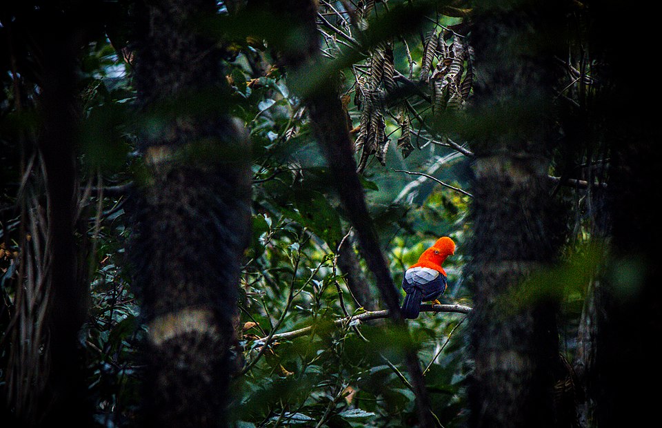 Find Features - Find Features - Find Buildings - 2025 Perú-Pampa Hermosa (1) HOT - Perú-Pampa Hermosa (1) HOT