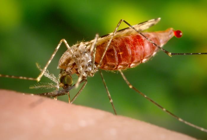 Find Features - Malaria Control - Botswana (7) MapSwipe