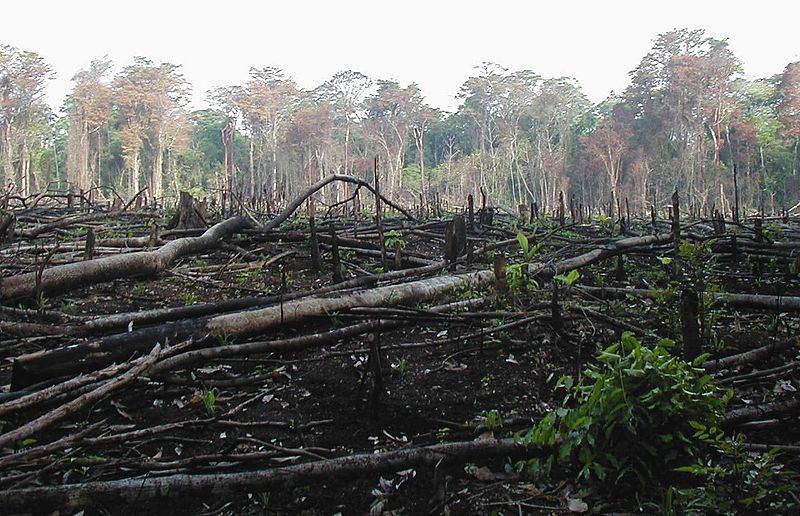 Compare Dates - Deforestation in Central America and Mexico - Mexico Chunhuhub (3) Co.Mapper