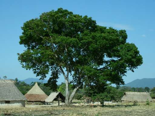 Find Features - Find - Buildings in Cacuri, Amazonas Department - Venezuela (1) HOT